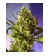 Big Devil (automatica) 5 fem