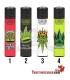 Clipper Canna king